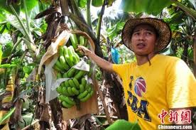 Banana growers in Hainan, China